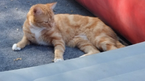 Lost Pet: Pumpkin