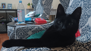 Lost Pet: Binx