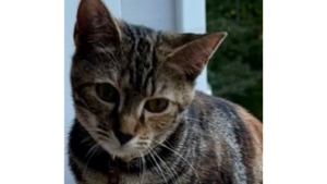 Lost Pet: Tabby