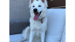 Lost Pet: Aleu