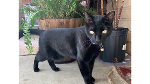 Lost Pet: Bagheera