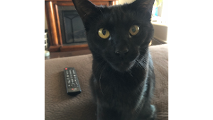 Lost Pet: Salem