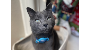 Lost Pet: Smokey