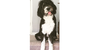 Lost Pet: Teddi Chesser