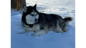 Lost Pet: KREWELLA