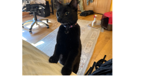 Lost Pet: Salem