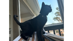 Lost Pet: Binx