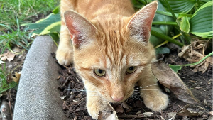 Lost Pet: Cheddar