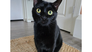 Lost Pet: Eerie-Binx (E.B)