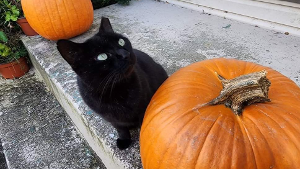 Lost Pet: Spooky