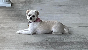 Lost Pet: Princess