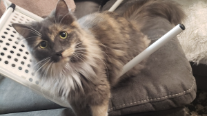 Lost Pet: Meadow