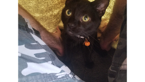 Lost Pet: Bagheera