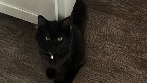 Lost Pet: Shadow