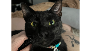 Lost Pet: Binxtoven