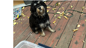 Lost Pet: Pepper