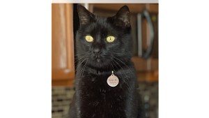 Lost Pet: Midnight aka Mimi