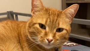 Lost Pet: Garfield Sheppard