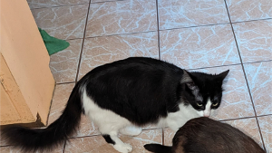 Lost Pet: Black / white