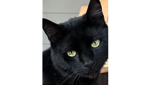 Lost Pet: Binx