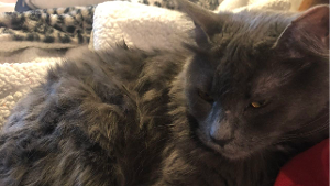 Lost Pet: Greylynn