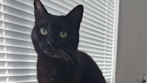 Lost Pet: Licorice Hatcher