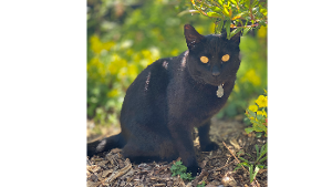 Lost Pet: Ghost