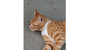 Lost Pet: Mango