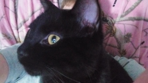 Lost Pet: Midnight