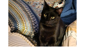 Lost Pet: Midnight