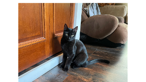 Lost Pet: Midnight