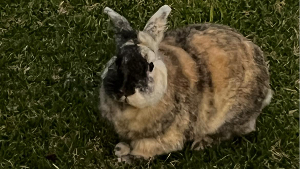 Lost Pet: Bun-Bun