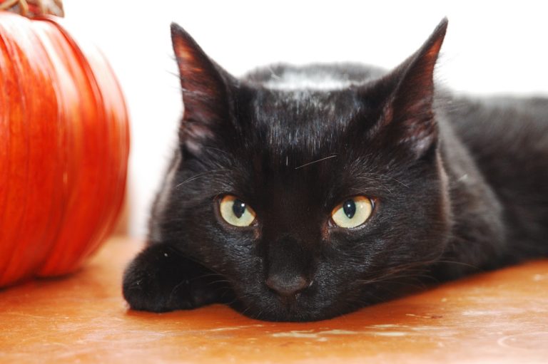 Pet Safety Tips for Halloween - Blog - PetLink