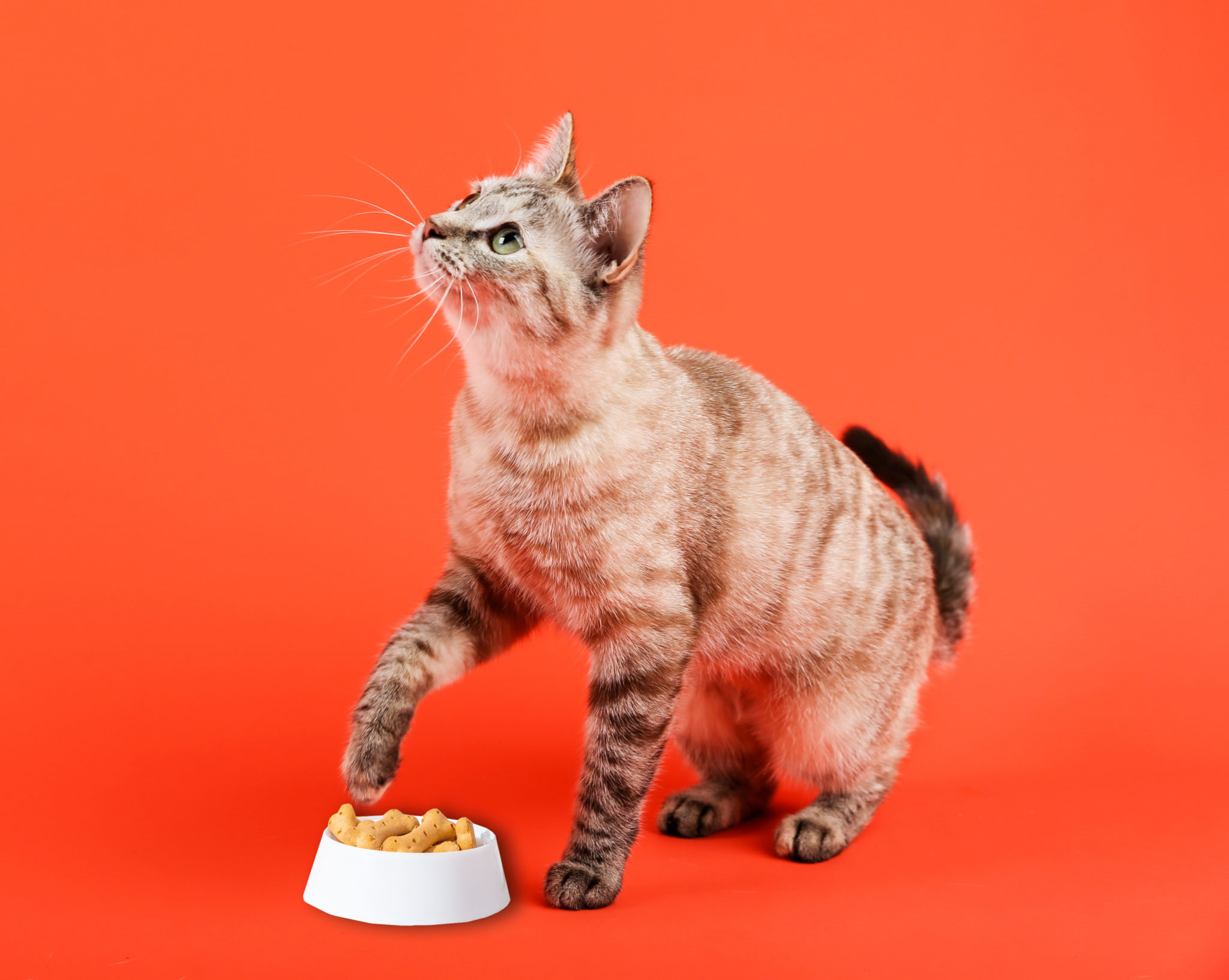 Homemade Cat Treats Recipe by PetLink Blog PetLink