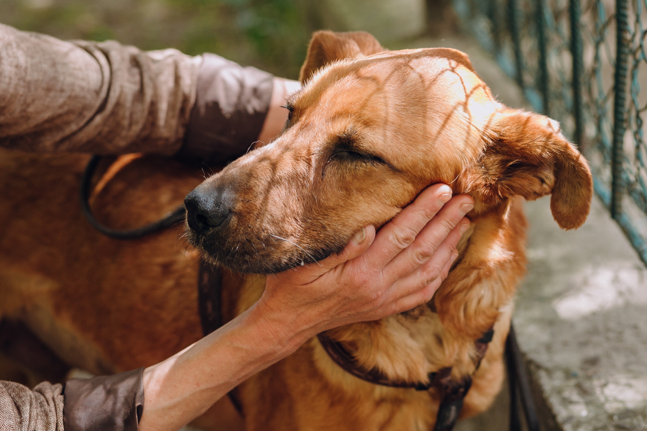 Dog GPS Trackers vs Microchips What s The Difference Benefits Of Having GPS Trackers Microchips For Your Dog Petlink